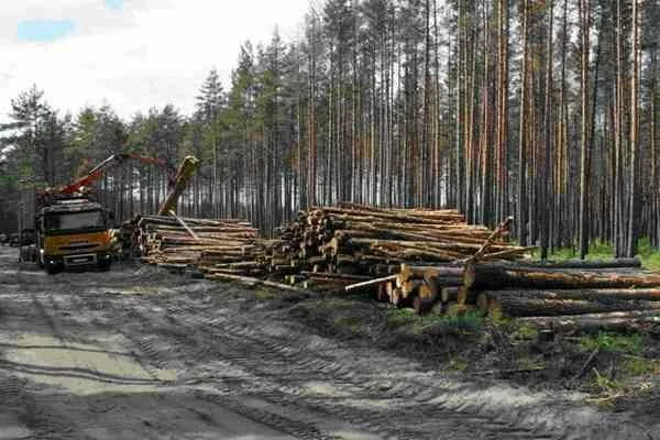 122979_image_large Конференция по спасению лесов принимает меры