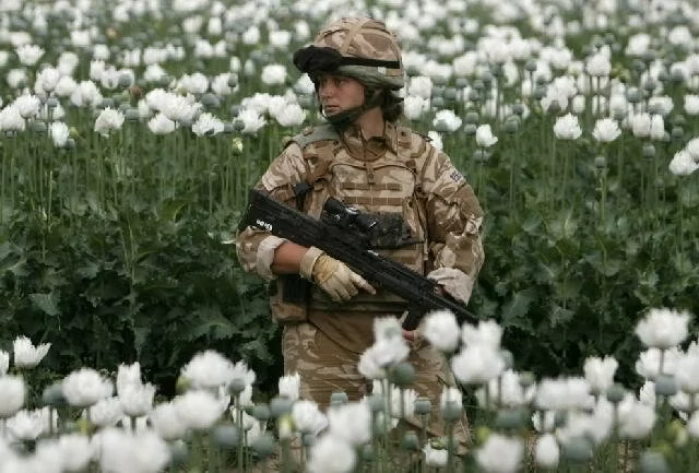 3521 Ликвидация опийных плантаций в Афганистане - причина споров между Россией и НАТО